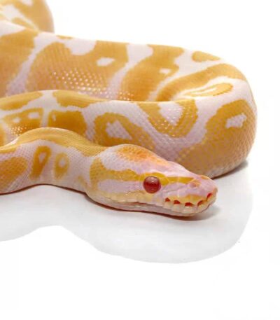 Baby Candy Albino Ball Python