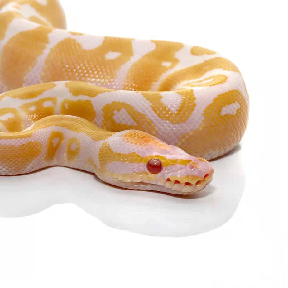 Baby Candy Albino Ball Python