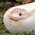 Baby Ivory Ball Python
