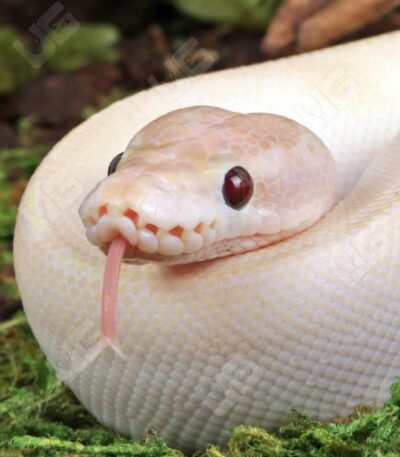 Baby Ivory Ball Python