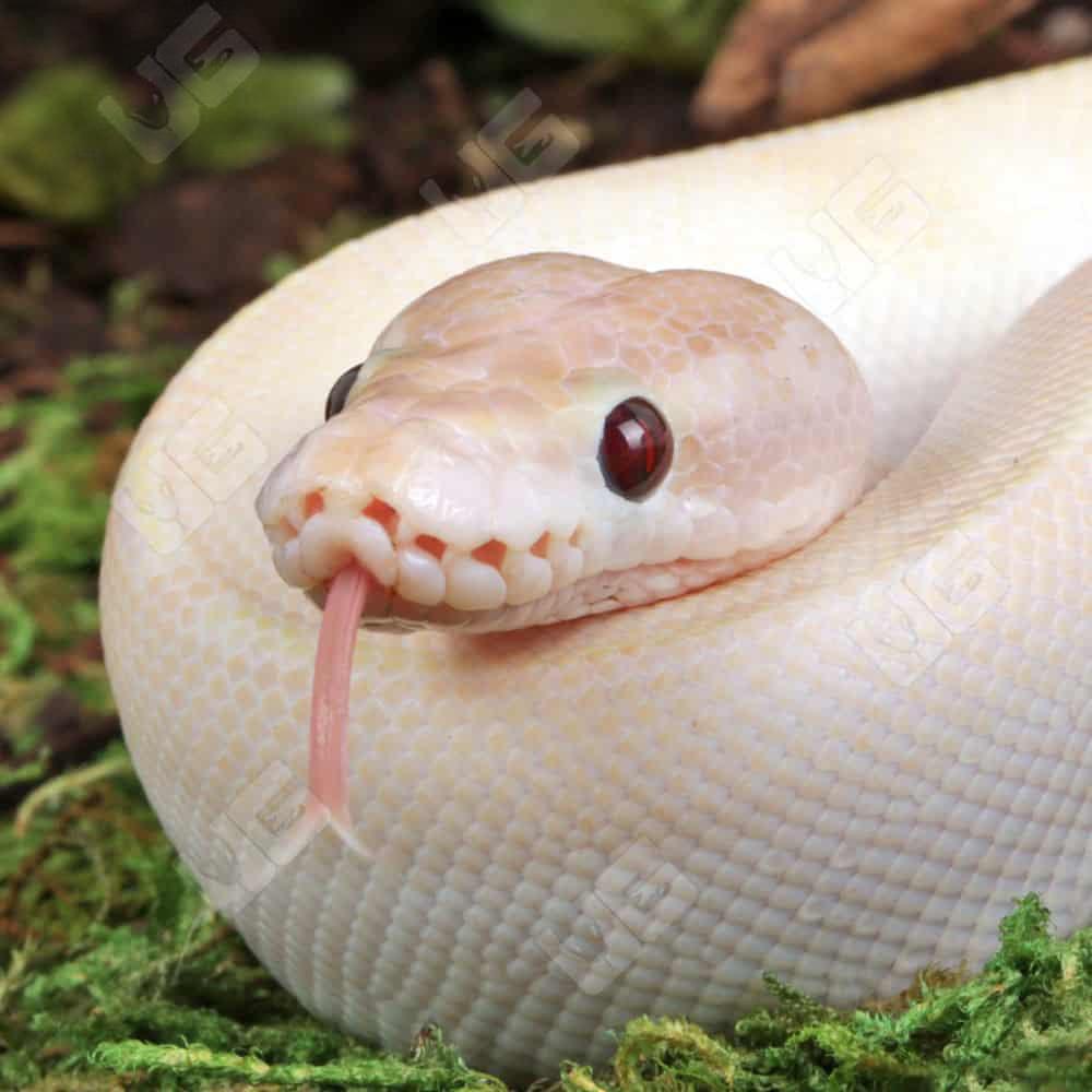 Baby Ivory Ball Python