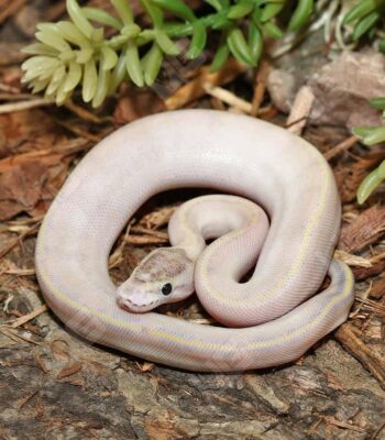 Baby Puma Ball Python