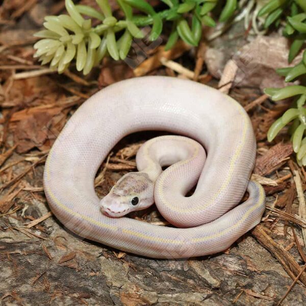 Baby Puma Ball Python