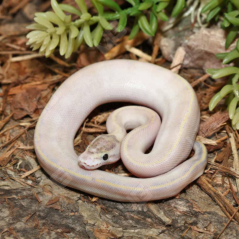 Baby Puma Ball Python