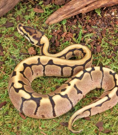 Baby Spider Ball Python