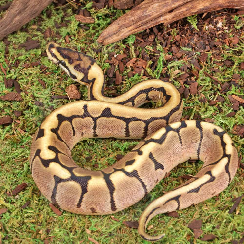 Baby Spider Ball Python