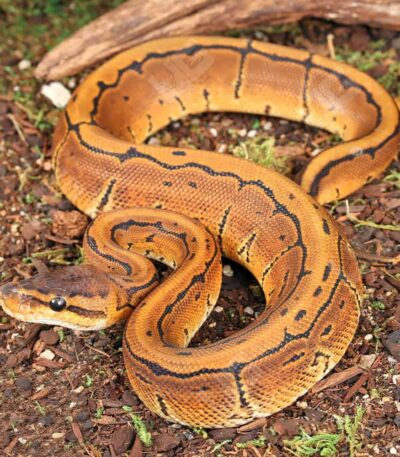 Baby Pinstripe Ball Python