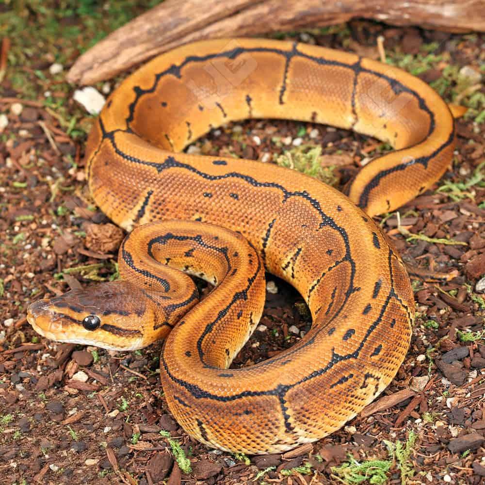 Baby Pinstripe Ball Python