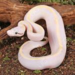 Baby Pastel Ivory Ball Python