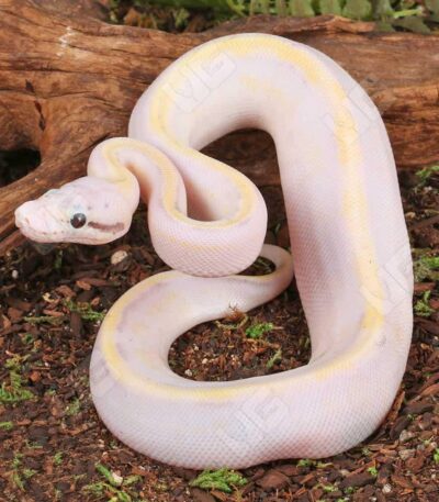 Baby Pastel Ivory Ball Python