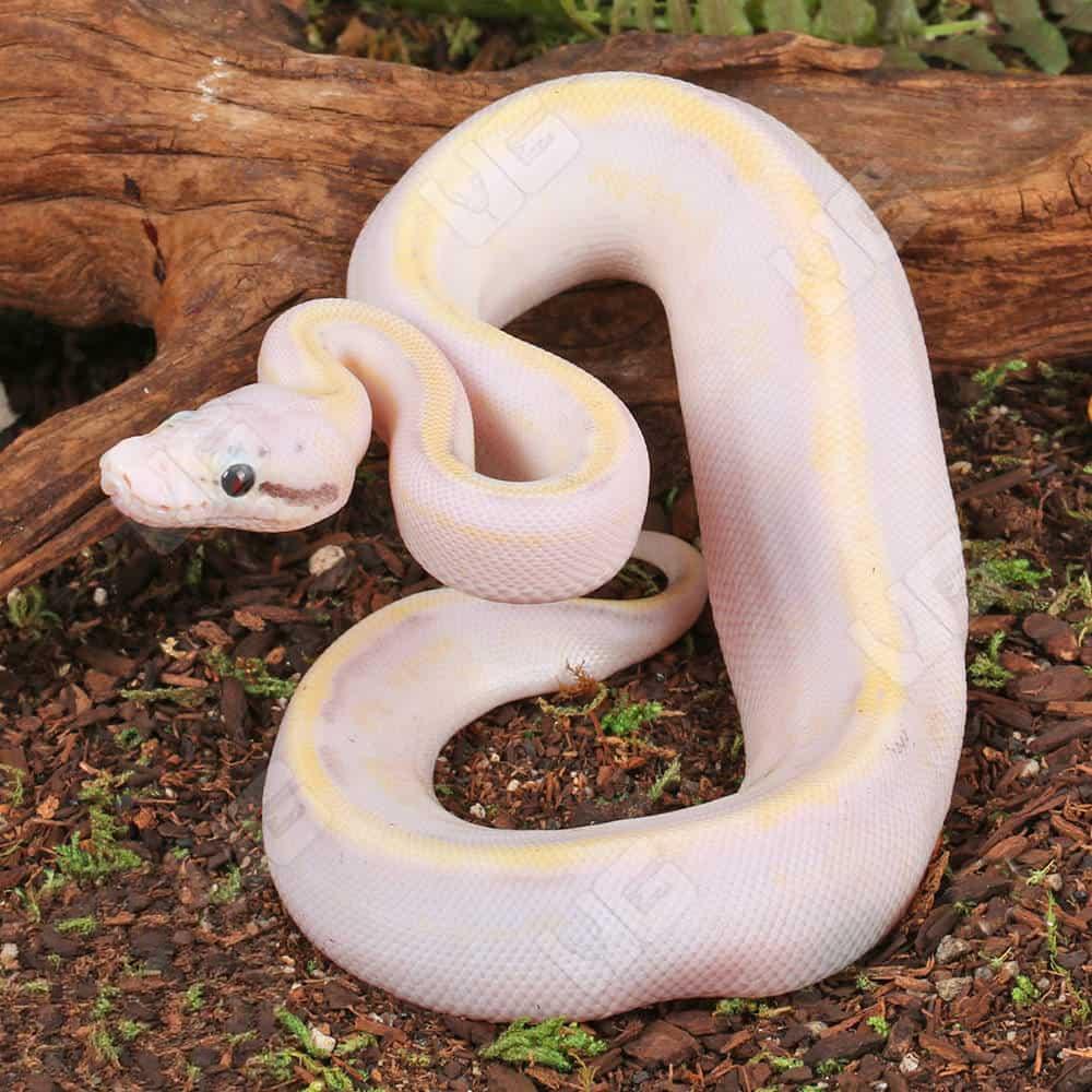 Baby Pastel Ivory Ball Python