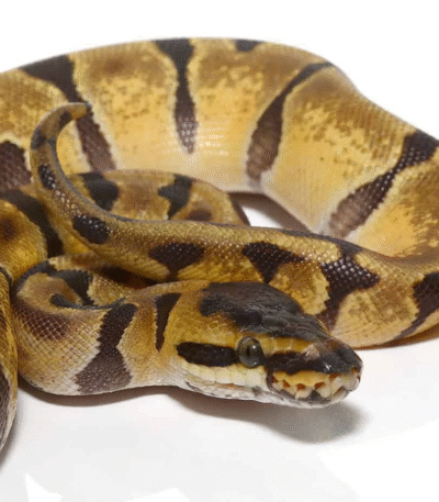 Male Baby Super Enchi Ball Python