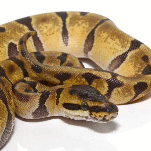 Male Baby Super Enchi Ball Python