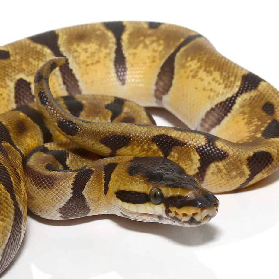 Male Baby Super Enchi Ball Python
