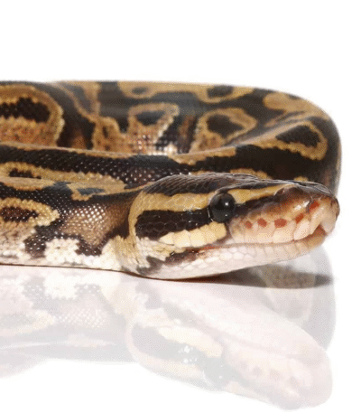 Baby Fire Ball Python