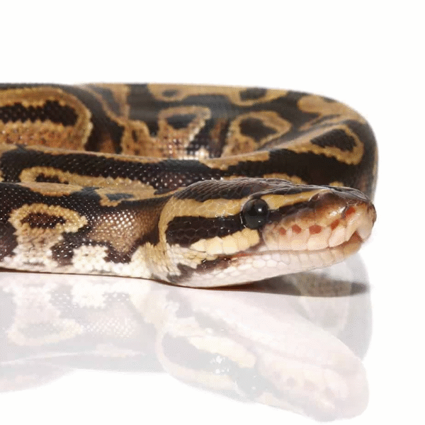 Baby Fire Ball Python