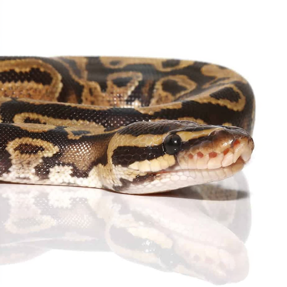 Baby Fire Ball Python