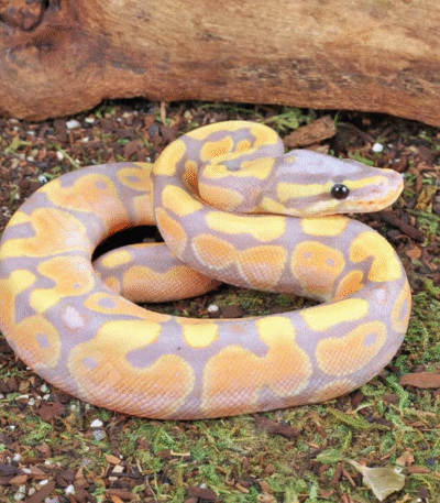 Baby Male Banana Het Pied Ball Python