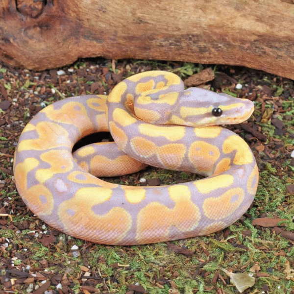 Baby Male Banana Het Pied Ball Python