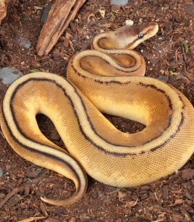 Baby Pastel Genetic Stripe Ball Python