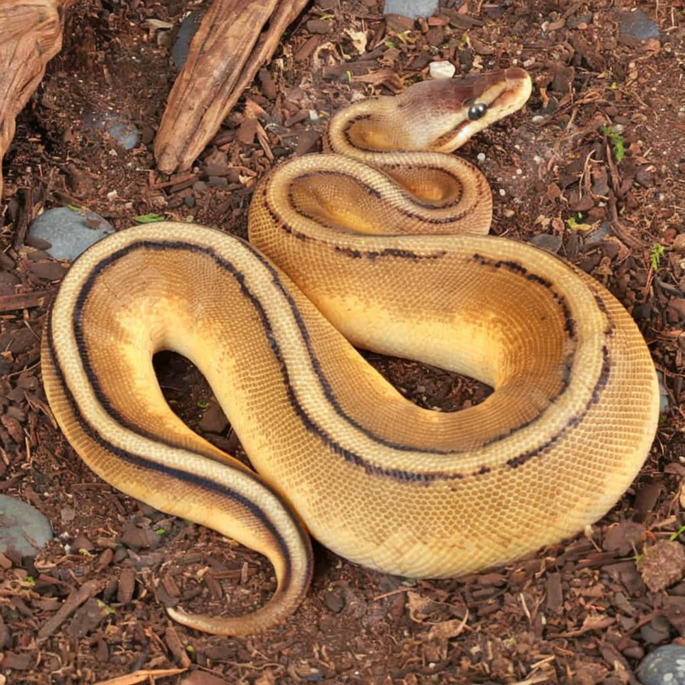 Baby Pastel Genetic Stripe Ball Python