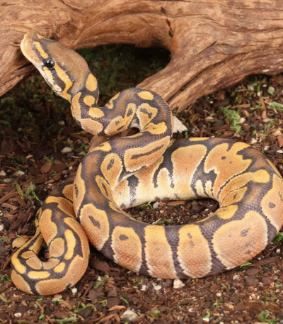 Baby Ghost Ball Python