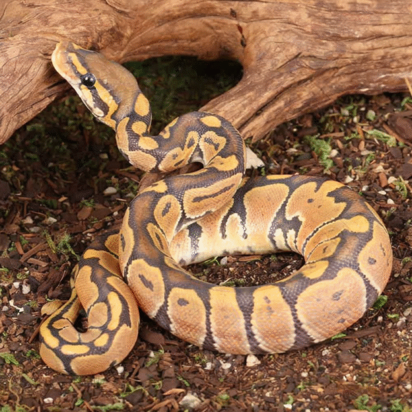 Baby Ghost Ball Python