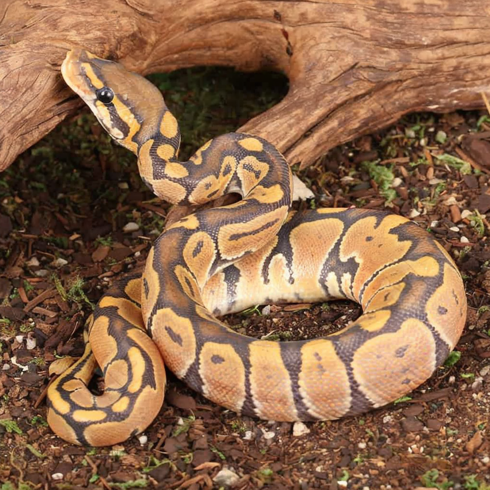 Baby Ghost Ball Python