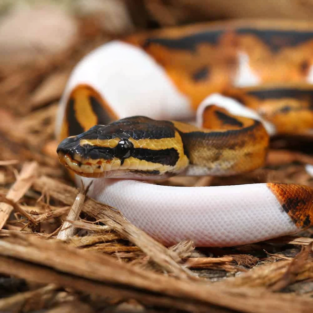 Baby Pied Ball Python