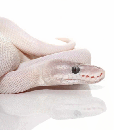 Female Blue Eye Leucistic Super Mojave Ball Python