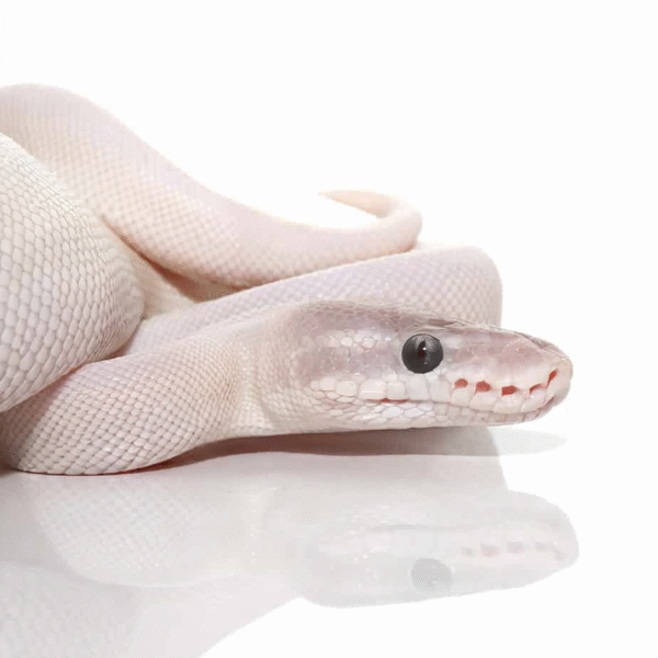 Female Blue Eye Leucistic Super Mojave Ball Python
