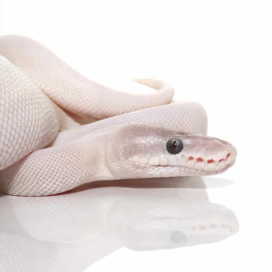 Female Blue Eye Leucistic Super Mojave Ball Python