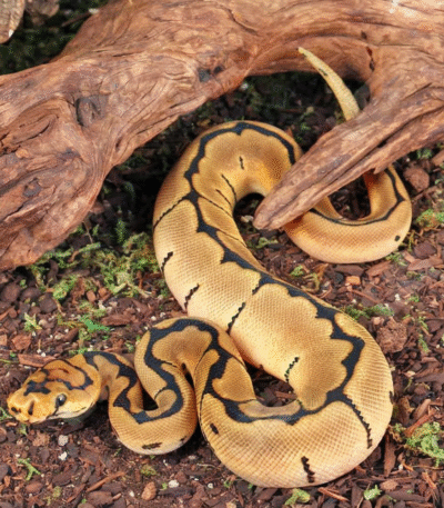 Baby Clown Spider Ball Python