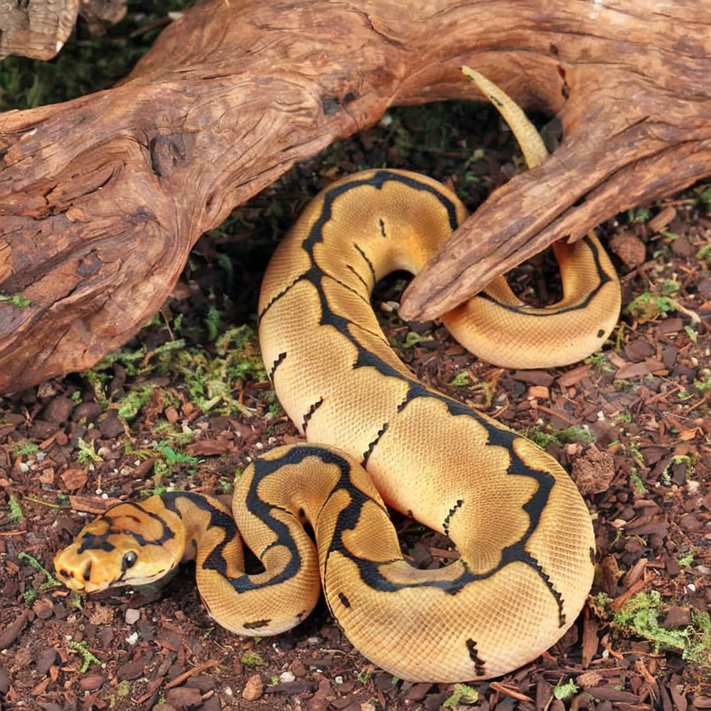 Baby Clown Spider Ball Python