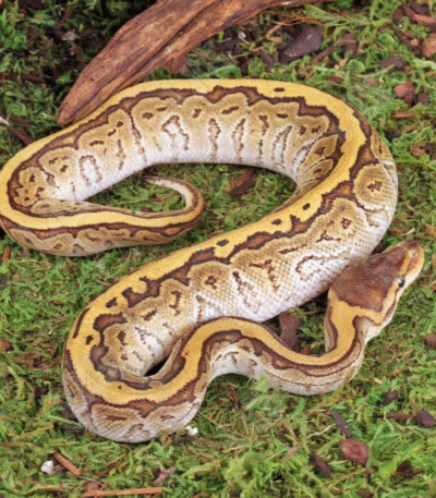 Baby Jigsaw Ball Python