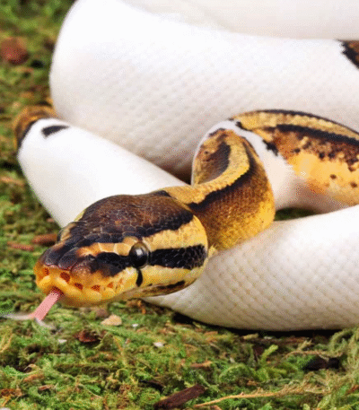 Baby High White Pied Het Albino Ball Python