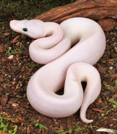 Baby Female Super Fire Ball Python