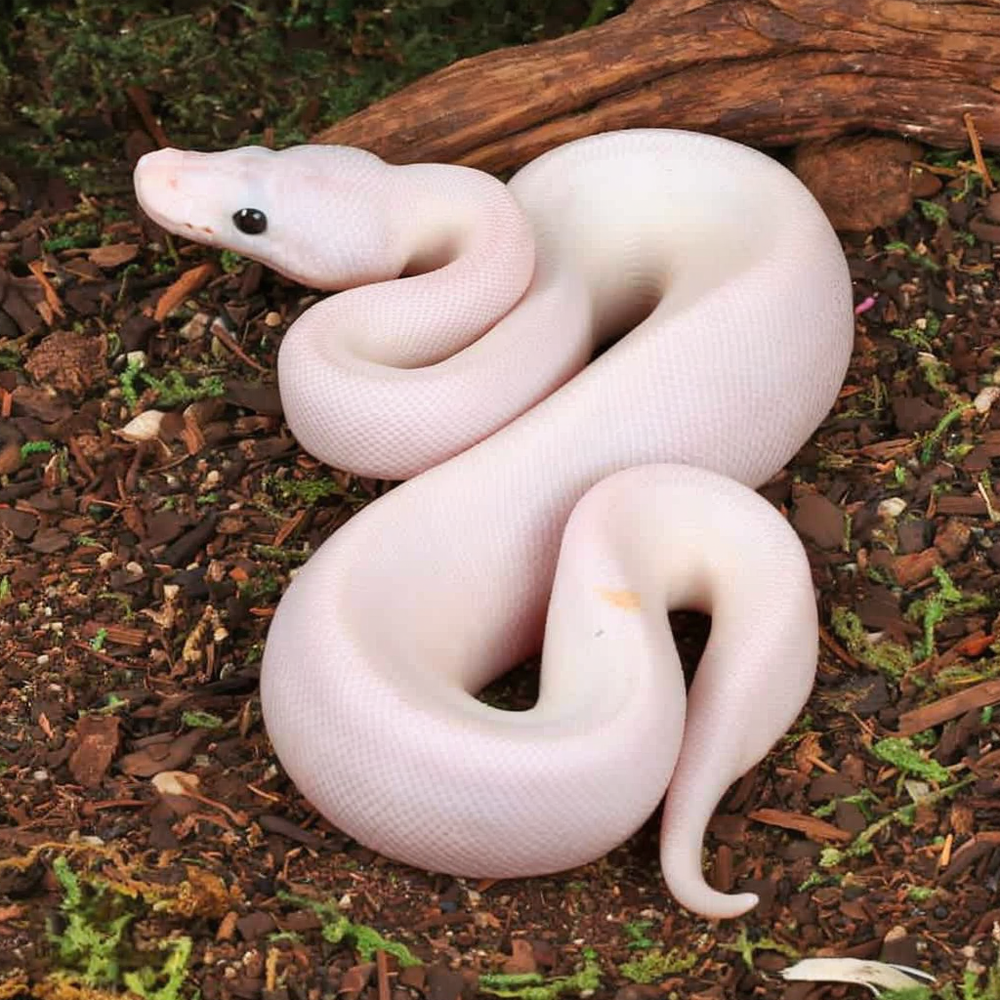 Baby Female Super Fire Ball Python