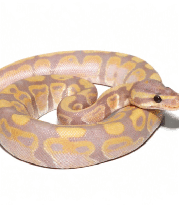 Baby Banana Poss Het Clown Ball Python