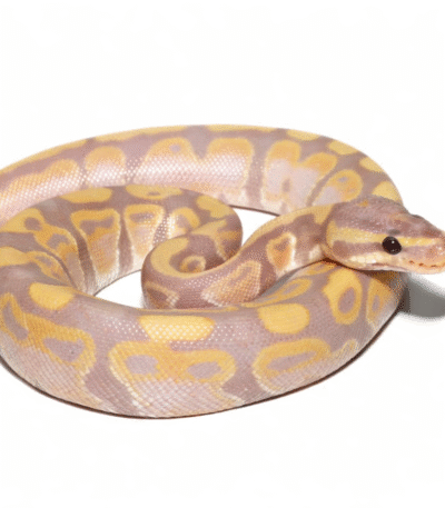 Baby Banana Poss Het Clown Ball Python