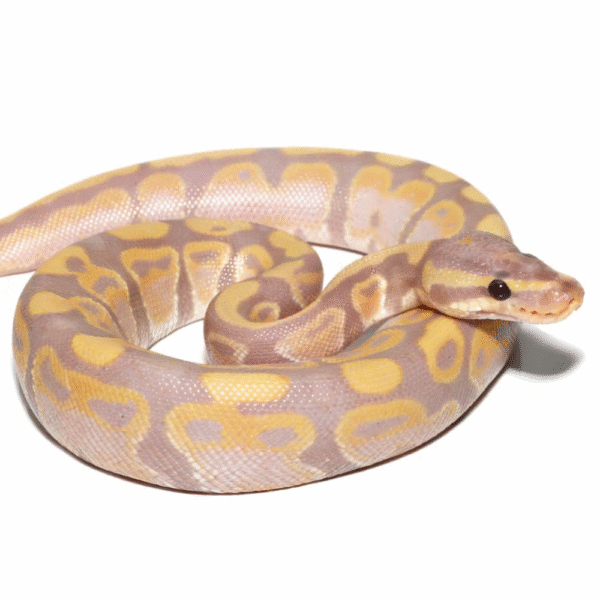 Baby Banana Poss Het Clown Ball Python