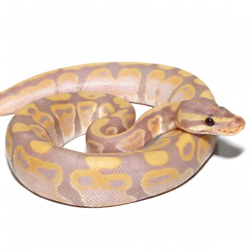Baby Banana Poss Het Clown Ball Python