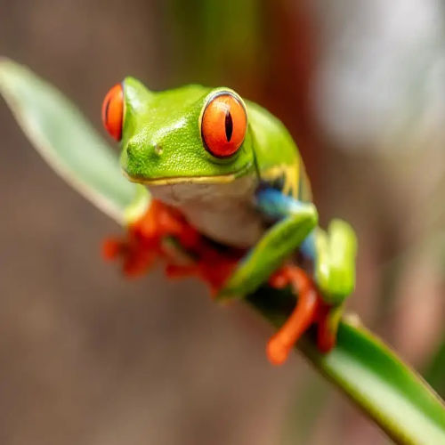 Amphibians