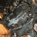 Red Phlyctimantis maculatus leg running dart frog - Image 2