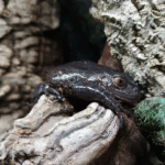 Red Phlyctimantis maculatus leg running dart frog - Image 3