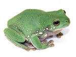 Snowflake White's Tree Frog