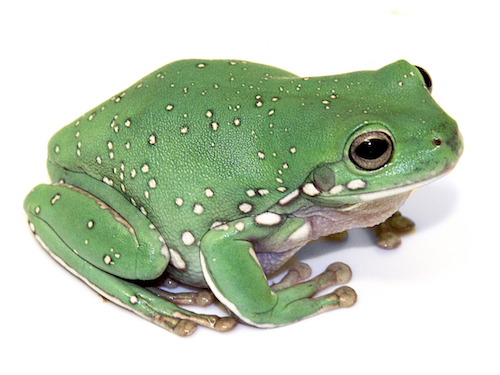 Snowflake White's Tree Frog