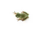 Snowflake White's Tree Frog - (Litoria caerulea Captive Bred) - Image 2