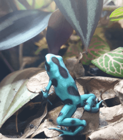 D endrobates auratusBlue auratus dart frogs