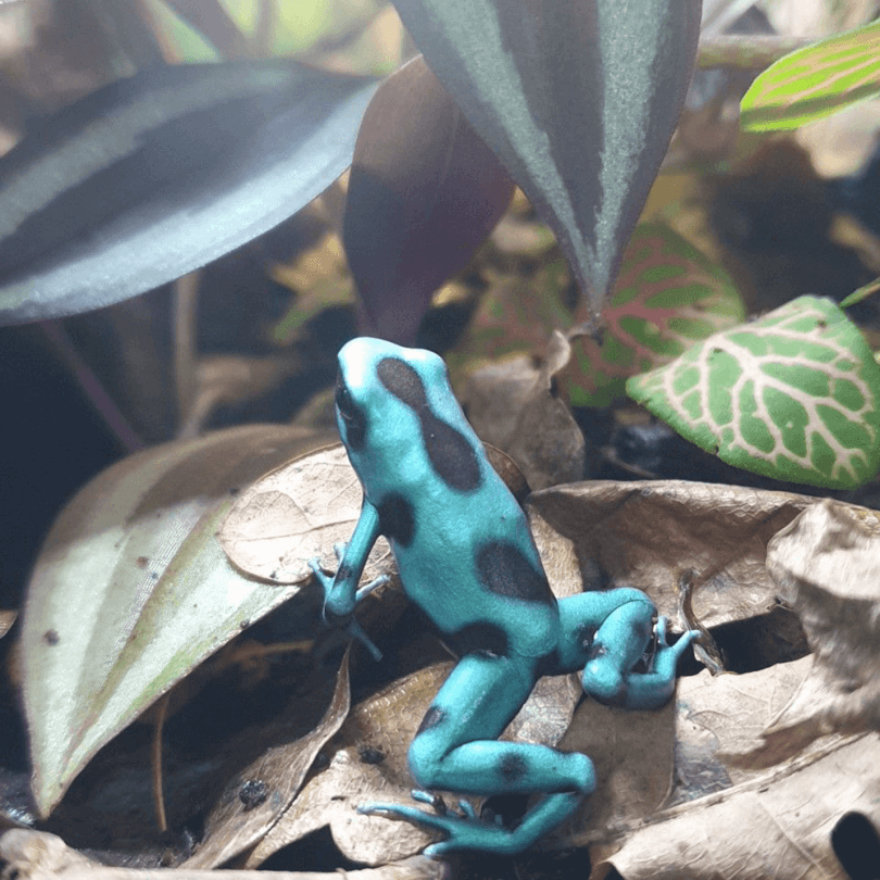 D endrobates auratusBlue auratus dart frogs